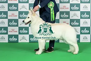 Thursday Prints: Any Variety Imported Breed Register (Pastoral) Best of Breed Crufts 2026