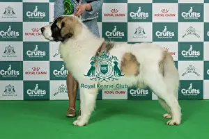 Thursday Prints: Any Variety Imported Breed Register (Working) Best of Breed Crufts 2026