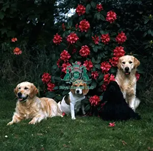 Garden Prints: Various breeds