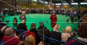 Over view of competing ring