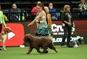 Viktoria Kyselova from Slovakia with Taco, a Spanish Water Dog, which was the Best of Breed winner today (Thursday 09. 03. 23), the first day of Crufts 2023, at the NEC Birmingham