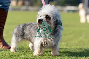 Crufts 2025 BeatMedia Prints: Violet, a Dandie Din Mont Terrier