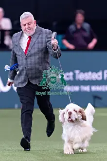 Second Place Prints: Vulnerable Breeds Competion Runner-up SH CH VANITONIA SOLOIST
