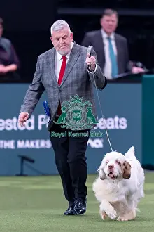 Second Place Prints: Vulnerable Breeds Competion Runner-up SH CH VANITONIA SOLOIST
