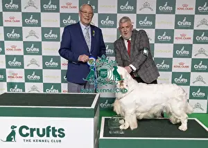 Second Place Prints: Vulnerable Breeds Competion Runner-up SH CH VANITONIA SOLOIST