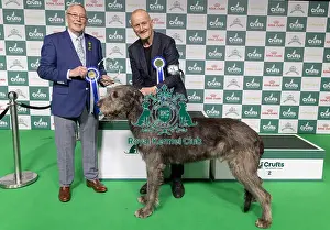 Irish Wolfhound Prints: Vulnerable Breeds Competion Winner Roger Tebburtt with Tozzie an Irish Wolfhound