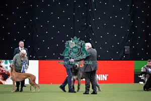 Crufts 2026 Main Arena Prints: Vulnerable Breeds Competition Final