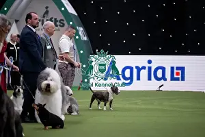 Crufts 2026 Main Arena Prints: Vulnerable Breeds Competition Final