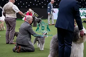 Crufts 2026 Main Arena Prints: Vulnerable Breeds Competition Final
