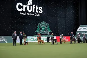 Vulnerable Breeds Competition Final