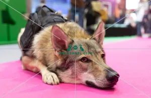 Vulric - Czechoslovakian Wolf Dog with Rachel Bailey and Lora Mi