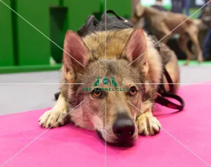 Vulric - Czechoslovakian Wolf Dog with Rachel Bailey and Lora Mi Vulric - Czechoslovakian Wolf Dog with Rachel Bailey and Lora Mi