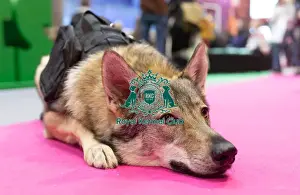Vulric - Czechoslovakian Wolf Dog with Rachel Bailey and Lora Mi