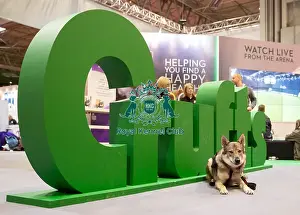 Vulric - Czechoslovakian Wolf Dog with Rachel Bailey and Lora Mi