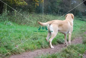 labrador