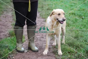 labrador