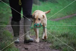 walking dog