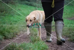 walking dog