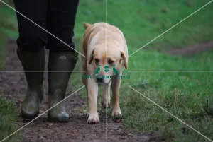 walking dog