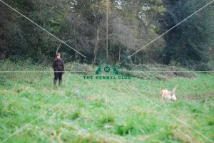walking dog