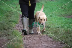 walking dog