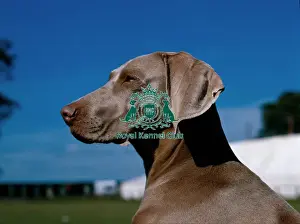 Weimaraner
