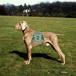 Prints of Weimaraner standing in show stance outside on grass Diane Pearce Prints: Weimaraner