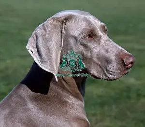 Gundog Group Prints: Weimaraner