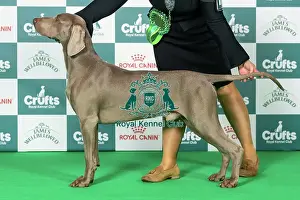 Sunday Prints: Weimaraner Best of Breed Crufts 2026
