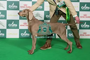 Crufts 2025 Best Of Breed Prints: Weimaraner BOB