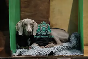 Weimaraner Prints: A Weimaraner, called Harelferg Wise