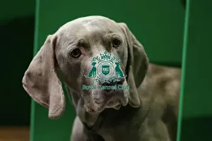 Portrait Prints: Weimaraner, called Parker, today (Thursday 09)