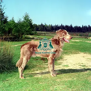 Weimaraner Longhaired