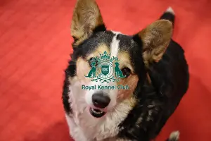 Crufts 2025 Discover Dogs Prints: Welsh Cardigan Corgi at Discover Dogs