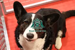 Crufts 2025 Discover Dogs Prints: Welsh Cardigan Corgi at Discover Dogs