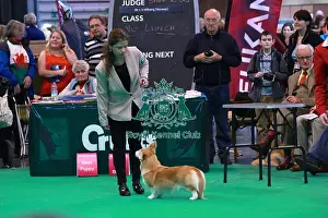 welsh corgi