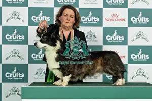 Thursday Prints: Welsh Corgi (Cardigan) Best of Breed Crufts 2026