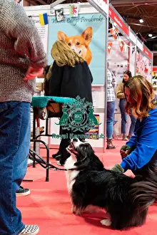 Hall 3 Prints: Welsh Corgi (Cardigan) Meeting The Public Discover Dogs