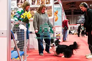 Hall 3 Prints: Welsh Corgi (Cardigan) Meeting The Public Discover Dogs