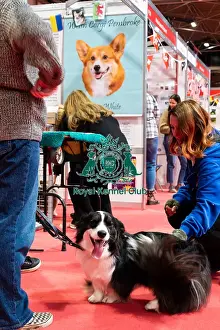 Hall 3 Prints: Welsh Corgi (Cardigan) Meeting The Public Discover Dogs