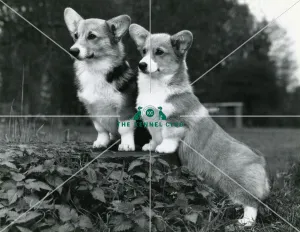 Welsh Corgis (Pembroke)