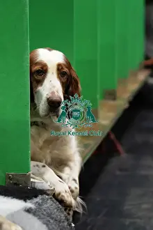 Cute Prints: Welsh Springer Spaniel waiting for next show