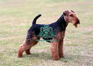 Profile Prints: Welsh Terrier