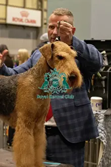 Portrait Prints: Welsh Terrier