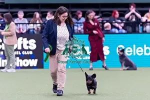 Lancashire Heeler Prints: Wendy McBride from Bradford with Storm