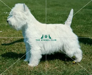 West Highland White Terrier
