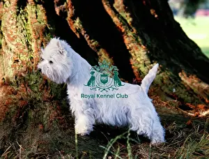 Terrier Group Prints: West Highland White Terrier