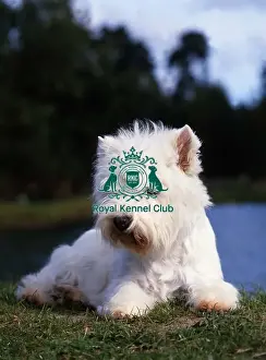 Terrier Group Prints: West Highland White Terrier