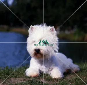West Highland White Terrier