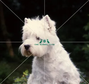 West Highland White Terrier